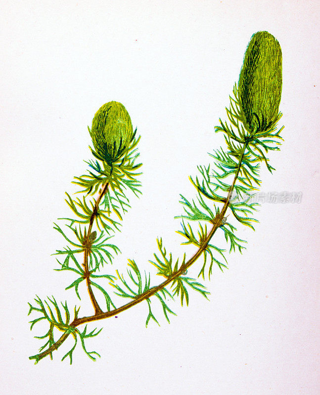 野生花卉的古董植物学插图:普通角草，Veratophyllum demersum